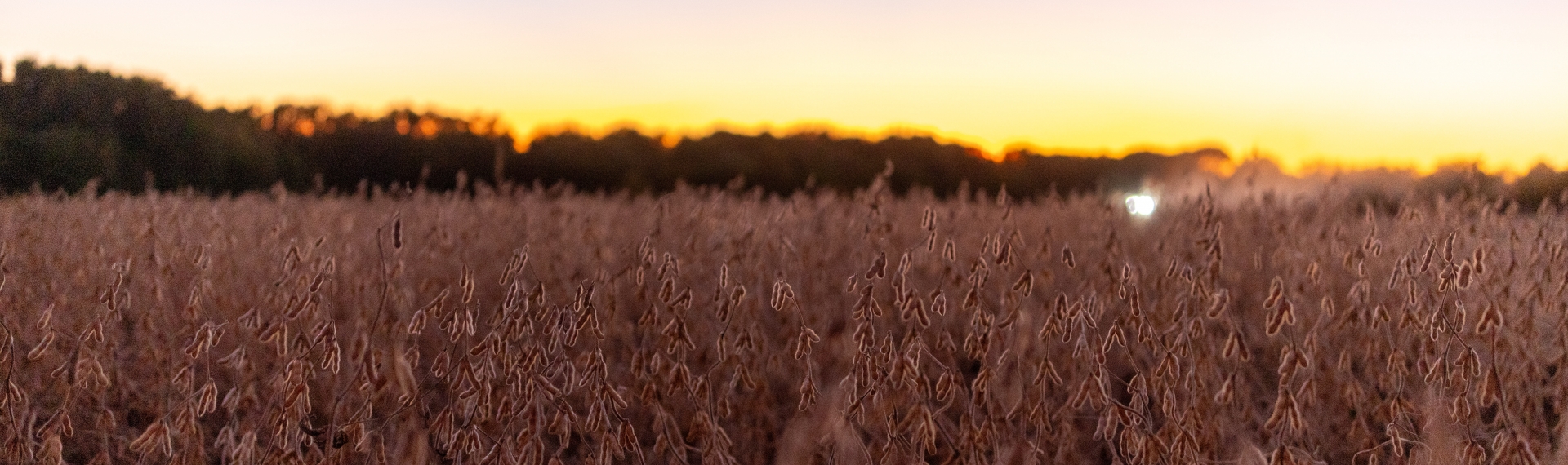 Soybean Field at sunset with combine in background.