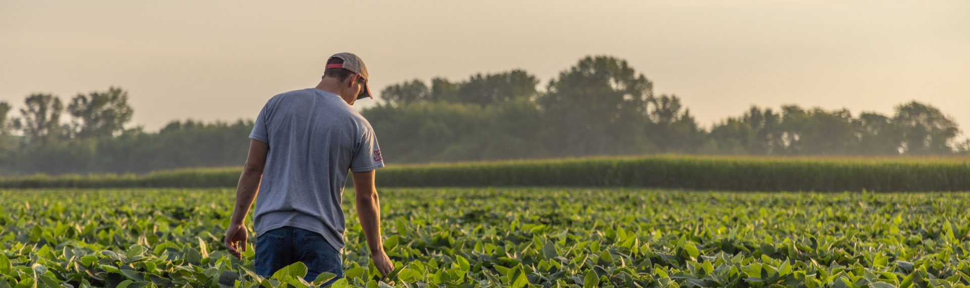 Man inspecting soybeans