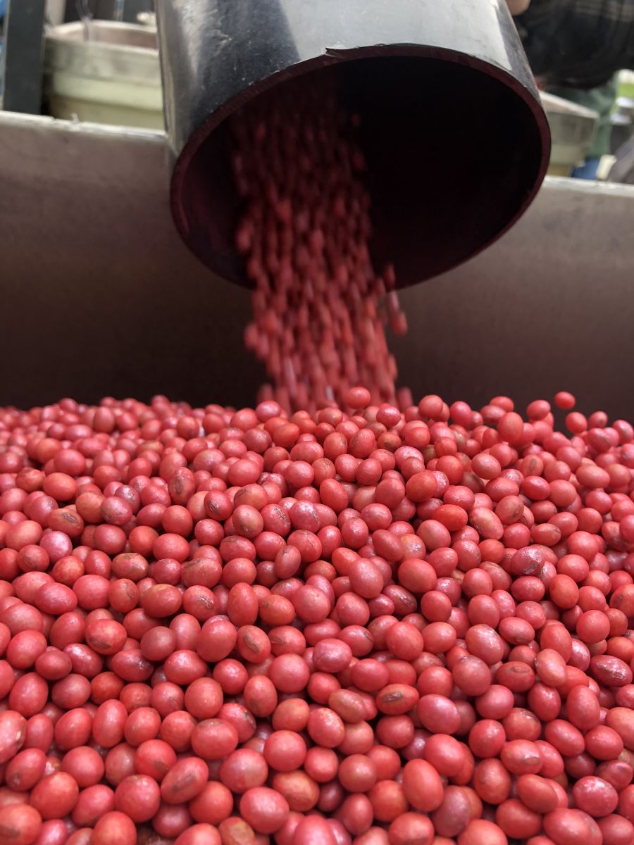 Soybeans pouring out of machine
