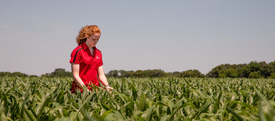 Woman inspecting a corn field.
